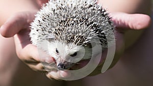 African white belly hedgehog