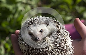 African white belly hedgehog