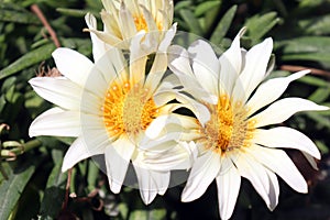 African white daisy ground cover