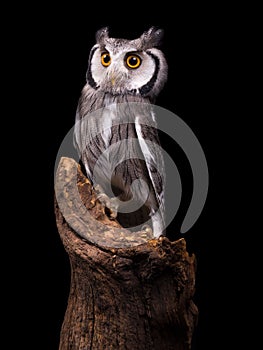 African White Faced Owl isolated