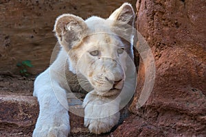 African White Lion Cub