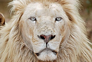 African White Lion Portrait