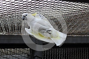 African white parrot cockatoos