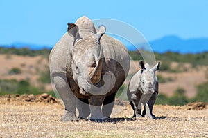 African white rhino