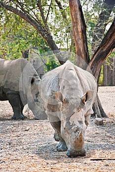 African White Rhino