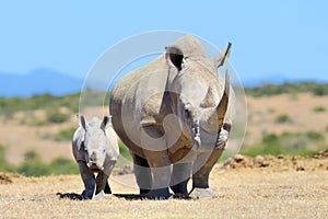 African white rhino