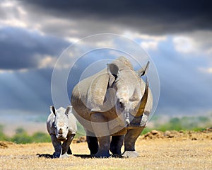 African white rhino with baby on storm clouds background, National park of Kenya