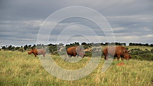 An African white rhino bull, cow and calf walks through a grassland.