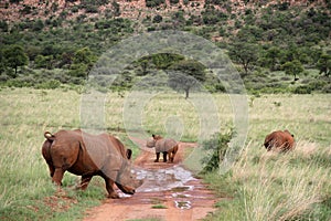 An African white rhino bull, cow and calf walks through a grassland.