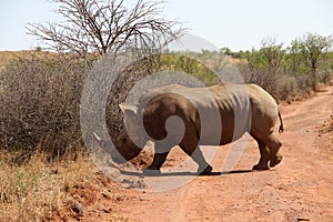 An African white rhino cow walks over a dirt road.