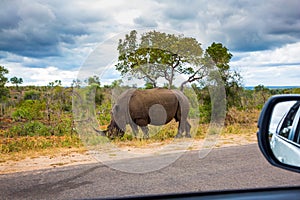 African white rhino grazes