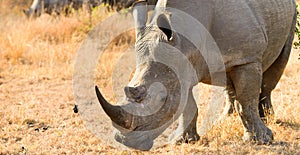 African white rhino with large horn on Safari in South Africa