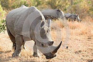 African white rhino with large horn on Safari in South Africa