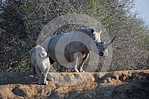 African White Rhino Mother and Baby