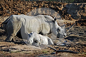 African White Rhino Mother and Baby