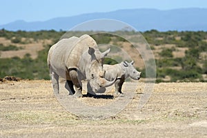 African white rhino