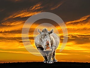 African White Rhino at Sunset