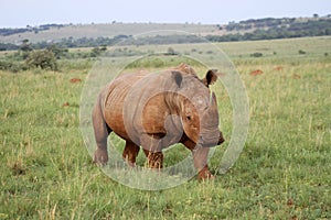 An African white rhino walks through a grassland.