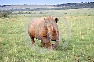 An African white rhino walks through a grassland.