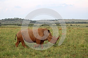 An African white rhino walks through a grassland.