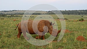 An African white rhino walks through a grassland.