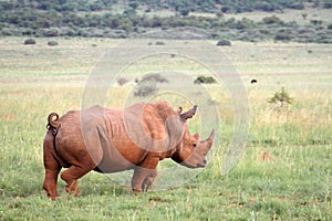 An African white rhino walks through a grassland.