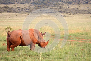 An African white rhino walks through a grassland.