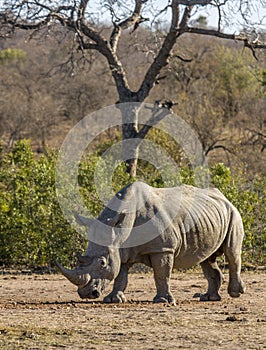 African white rhinoceros, kruger park