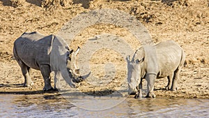 African white rhinoceros, in Kruger Park, South Africa