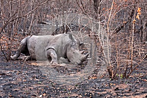 African white rhinoceros wounded
