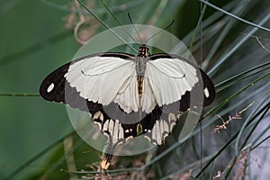 African White Swallowtail butterfly, Papilio dardanus sitting on a leaf