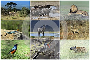 African wild animals