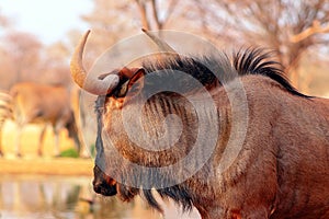 African wild animals. Blue wildebeest  large antelope