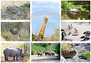 African wild animals collage, South Africa