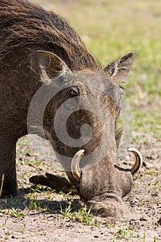 African wild boar