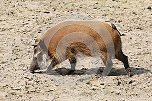 African Wild Boar (Potamochoerus porcus)