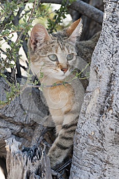 African wild cat