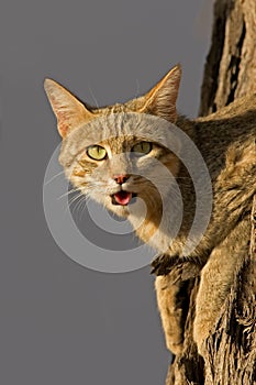 African wild cat