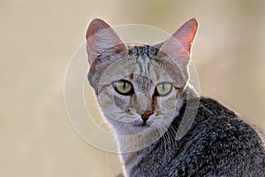 African wild cat