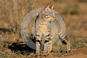 African wild cat