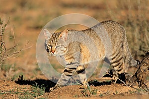 African wild cat in natural habitat