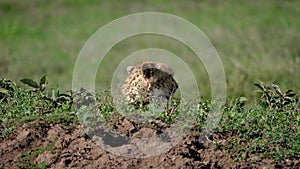 African Wild Cheetah Sticking His Head Out Of Hiding In The Savannah