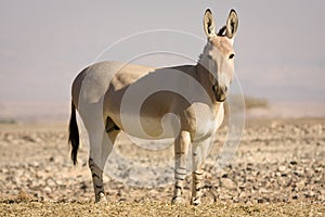 African wild on desert