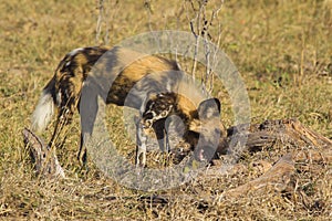 African wild dog