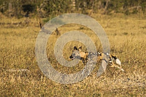 African wild dog