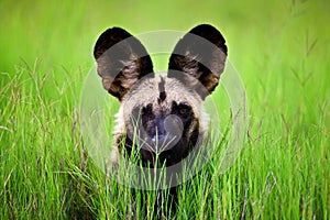 African wild dog