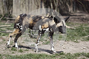 African wild dog