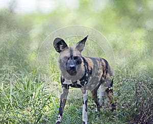 African wild dog