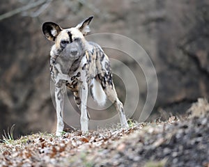 African wild dog