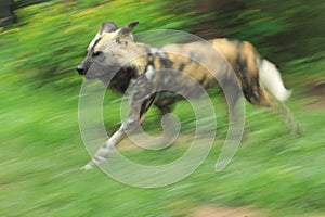 African wild dog